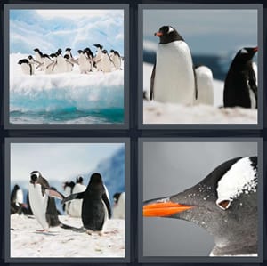 birds on iceberg in Arctic, black and white birds on snow, birds waddling across snow, black bird with orange beak