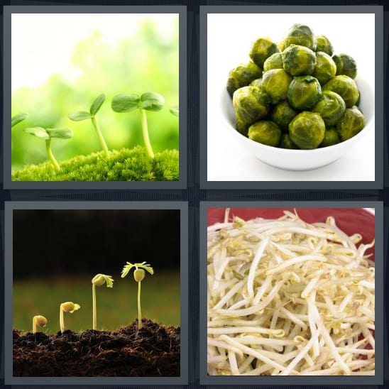 Plant, Brussel, Grow, Vegetable